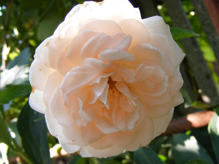 Miss Dior; shrub(arbust),floare medie,dubla,parfum mediu(3-4 din 5 puncte),h0.9-1,2m
