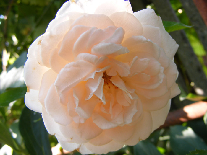 Miss Dior; shrub(arbust),floare medie,dubla,parfum mediu(3-4 din 5 puncte),h0.9-1,2m
