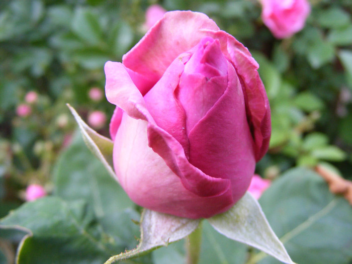 Eminence; Theahybrid,floare mare,40 petale,parfum mediu(3 din 5 puncte),h0,9-1,2m

