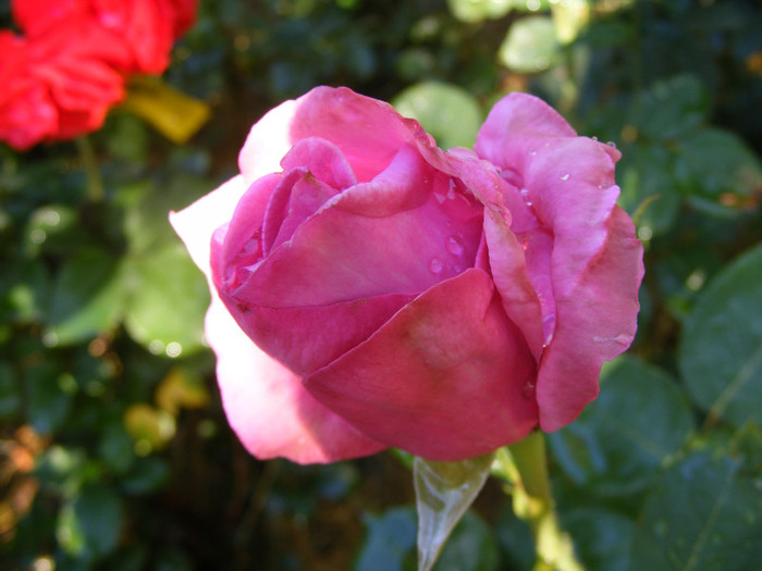 Eminence; Theahybrid,floare mare,40 petale,parfum mediu(3 din 5 puncte),h0,9-1,2m
