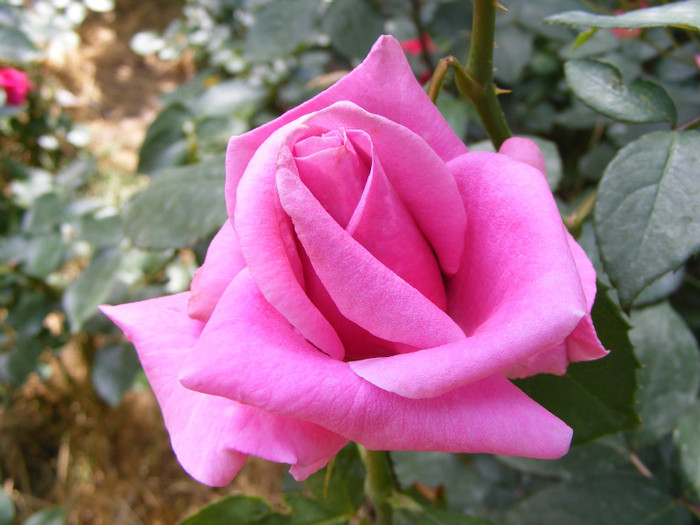 Eminence; Theahybrid,floare mare,40 petale,parfum mediu(3 din 5 puncte),h0,9-1,2m
