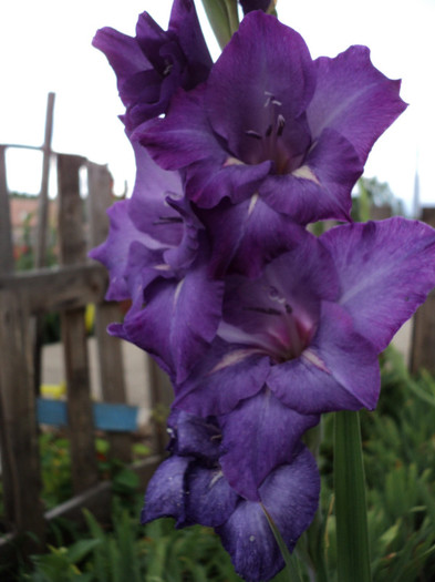 DSC03629 - Gladiole 2011