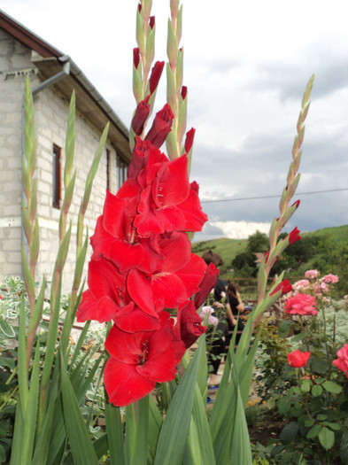 DSC03633 - Gladiole 2011