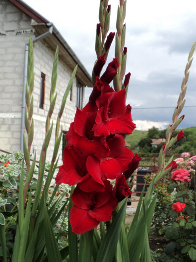 DSC03634 - Gladiole 2011