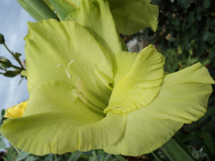 DSC03637 - Gladiole 2011