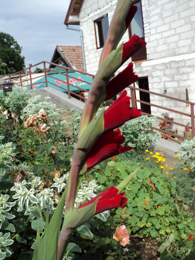 DSC03671 - Gladiole 2011