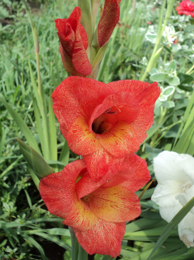 DSC03673 - Gladiole 2011