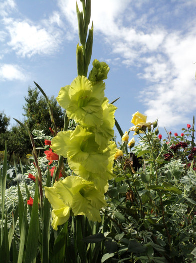 DSC03679 - Gladiole 2011