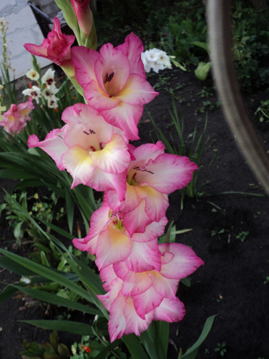 DSC03689 - Gladiole 2011