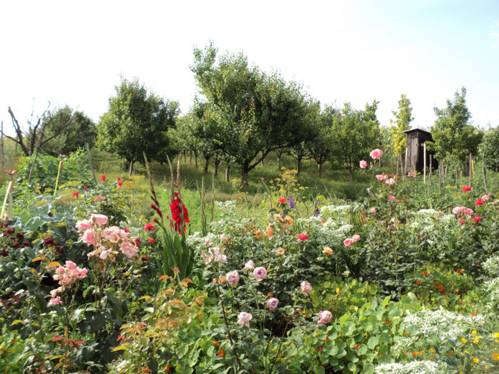 DSC03676 - Gradina noastra