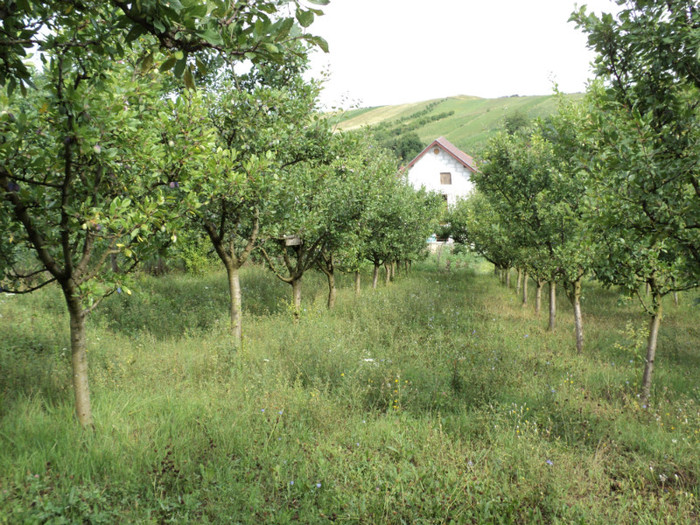 DSC03662 - Gradina noastra