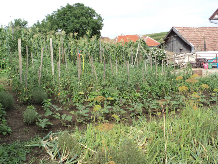 DSC03669 - Gradina noastra