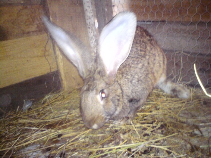 femela1 5 luni - iepuri