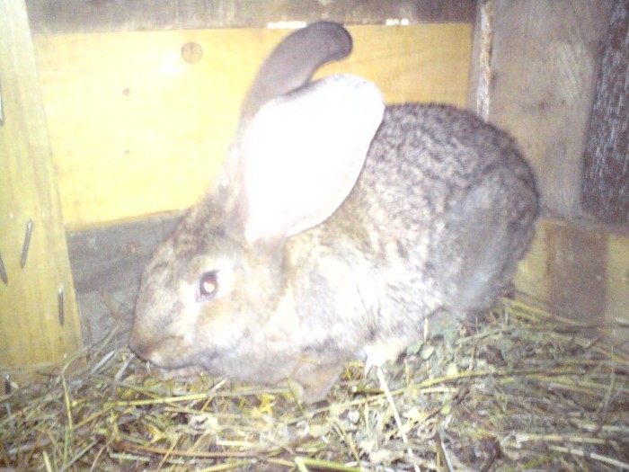 femela2 4luni - iepuri