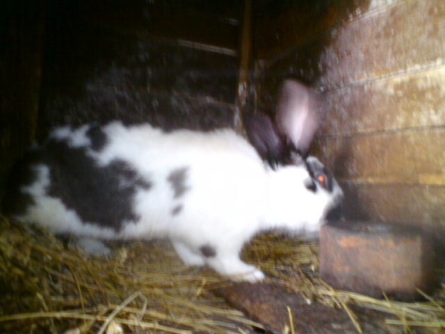 DSC01393 - iepuri