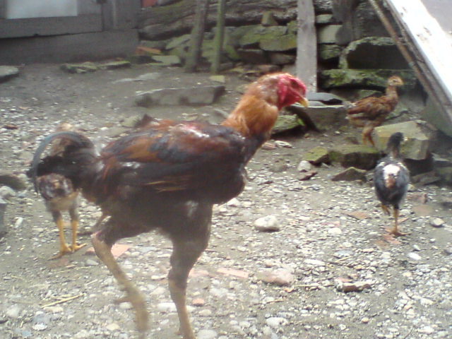 DSC01377 - combatante