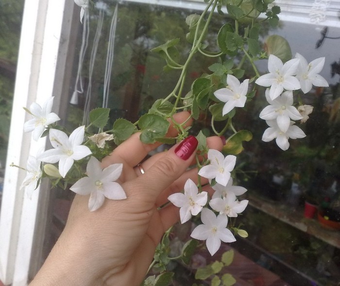 campanula alba - 0-Flori si unghii