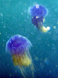 Banc-de-meduze-colorate-rare--in-apele-Marii-Britanii