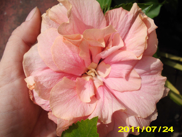 Picture 009 - flori