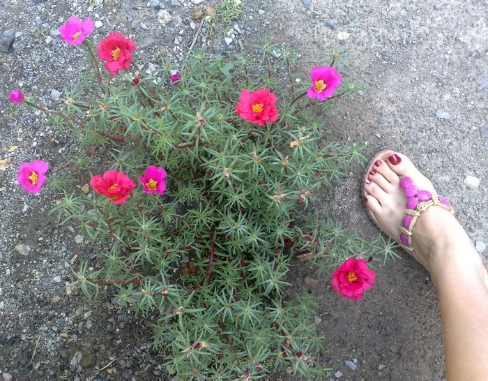 in gradina - 0-Flori si unghii