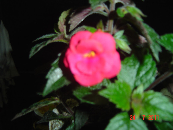 Picture 2230 - 2011-2012 ACHIMENES