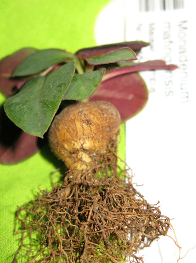 Monadenium mafingensis - EUPHORBIACEAE - Monadenium Pedilanthus