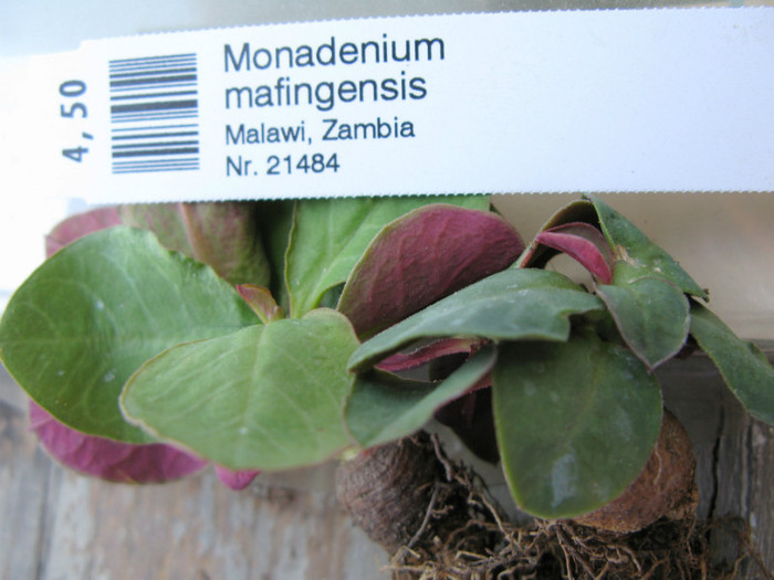 Monadenium mafingensis