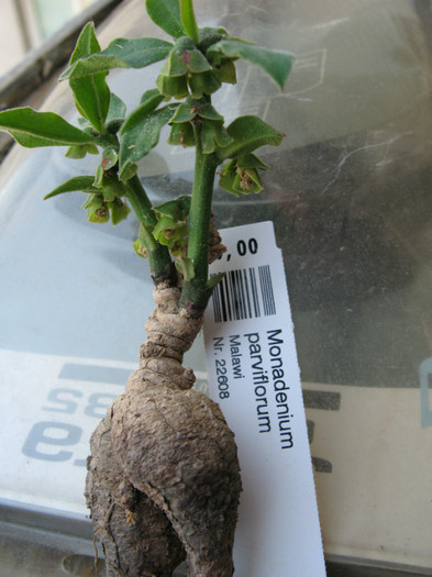 Monadenium parviflorum; Malawi - EUPHORBIACEAE - Monadenium Pedilanthus