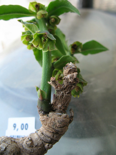 Monadenium parviflorum; Malawi - EUPHORBIACEAE - Monadenium Pedilanthus
