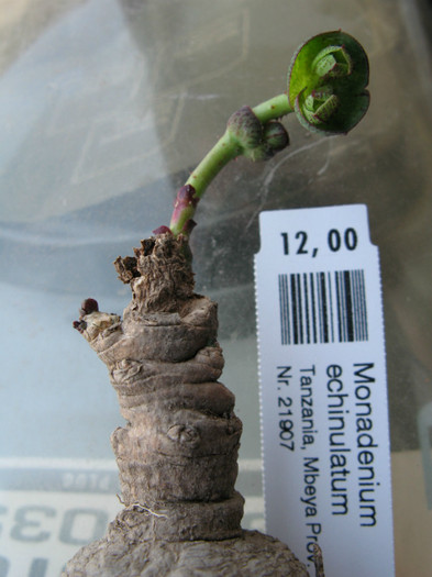 Monadenium echinulatum - EUPHORBIACEAE - Monadenium Pedilanthus