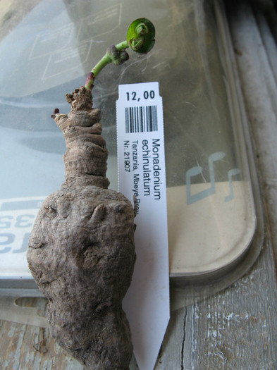Monadenium echinulatum - EUPHORBIACEAE - Monadenium Pedilanthus
