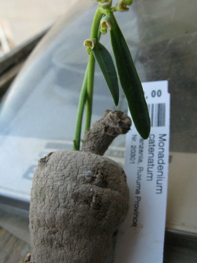 Monadenium catenatum; Tanzania