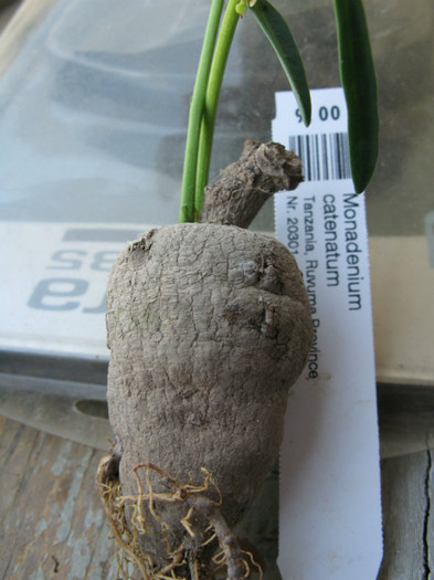 Monadenium catenatum; Tanzania - EUPHORBIACEAE - Monadenium Pedilanthus