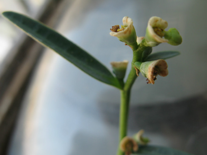 Monadenium catenatum; Tanzania - EUPHORBIACEAE - Monadenium Pedilanthus