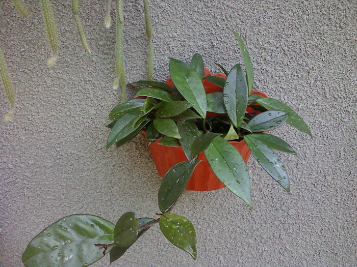  - Plante