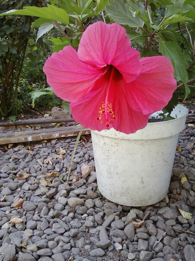  - Plante