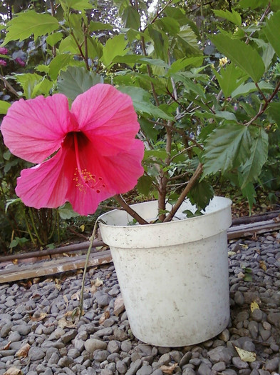  - Plante