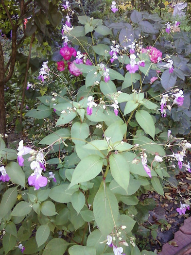  - Plante