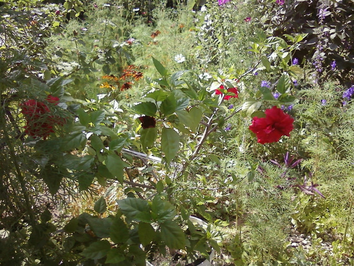  - Plante