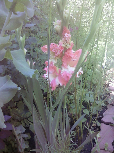  - Plante