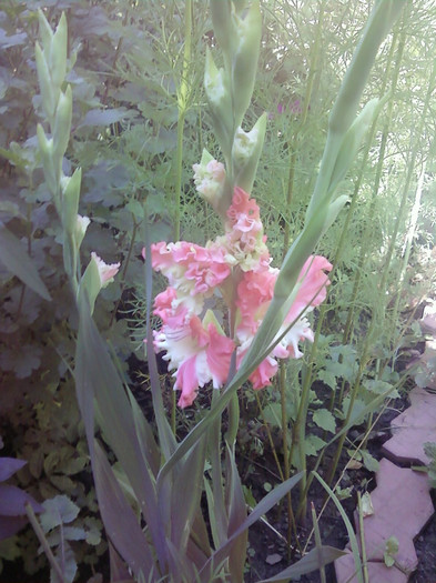  - Plante