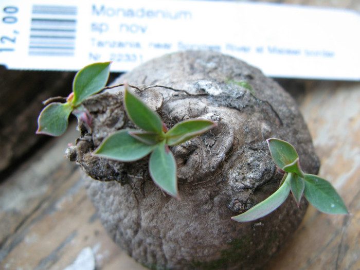 Monadenium sp. nov. - EUPHORBIACEAE - Monadenium Pedilanthus