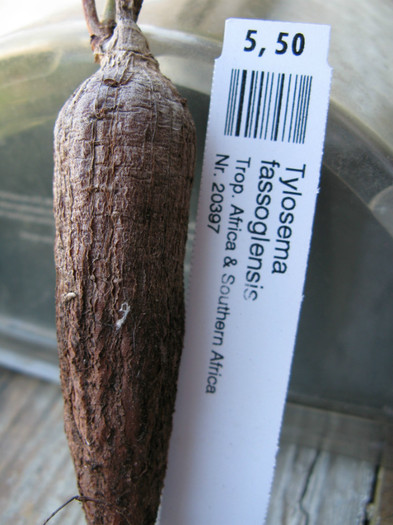 Tylosema fassoglensis - Caudex Plante cu caudex