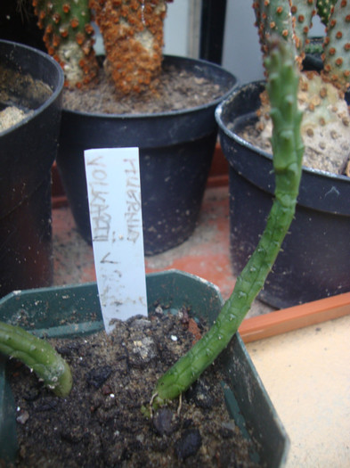 Huernia volkartii v. repens: - ASCLEPIADE CACTUSI CRACIUNITE