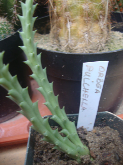 Orbea Pulchella - ASCLEPIADE CACTUSI CRACIUNITE