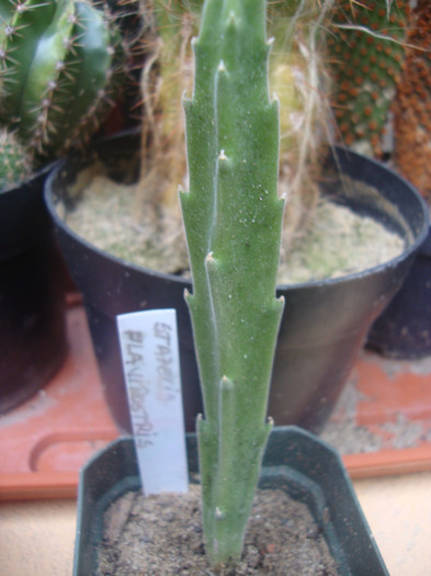 Stapelia flavirostris - ASCLEPIADE CACTUSI CRACIUNITE