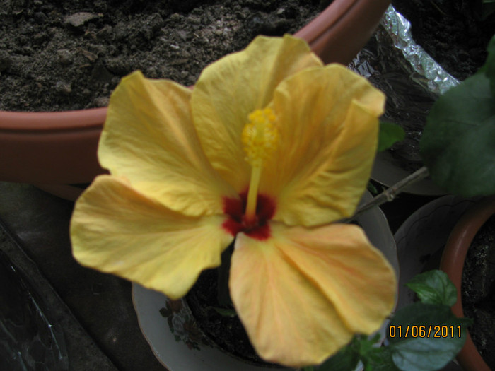Hibiscus galben - Gradina noastra 2011