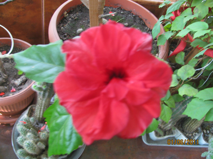 Hibiscus rosu; Hibiscus rosu
