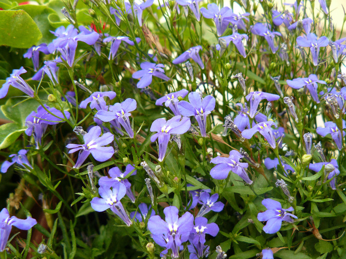 P1010686; Sunt atat de fragile incat parca ti-e frica sa le atingi
