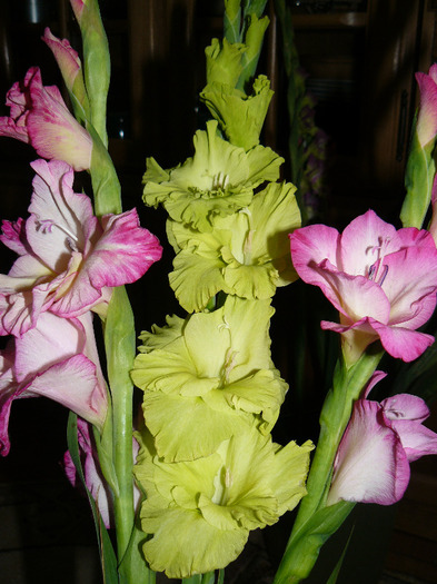 P1010671 - Gladiole